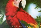 Amazonia Cover